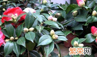 茶叶花的养殖方法和注意事项 茶叶花的正确养法