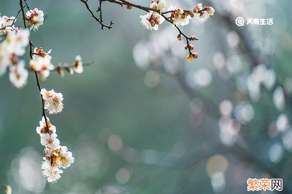 梅花的功效与作用 梅花主要有什么功效