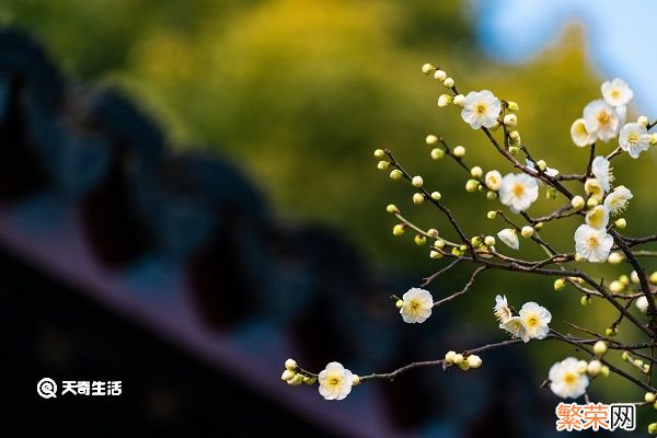 梅花的功效与作用 梅花主要有什么功效