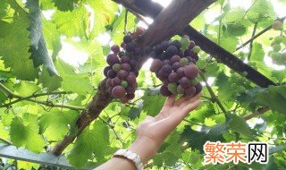 葡萄种植几年挂果多 葡萄种植几年挂果
