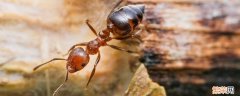 家里一直有蚂蚁怎么彻底解决 家里一直有蚂蚁怎么办