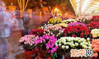 玫瑰天方夜谭种植方法 如何种植玫瑰天方夜谭