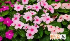 长春花什么时候换盆好 长春花什么时候换盆