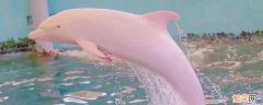 为什么会有粉海豚 海豚为什么会变成粉色