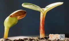 种子催芽方法五种方法 种子如何催芽