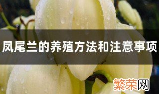 凤尾花养护方法 凤尾兰的养殖方法和注意事项