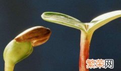 豆芽催芽方法 家养豆芽怎么发芽