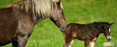 马的生殖特点是什么 马的繁殖功能