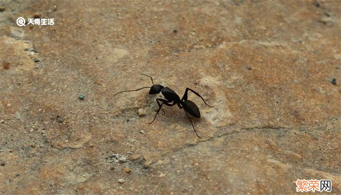 蚂蚁的外形特点和生活特征 蚂蚁的外形特点