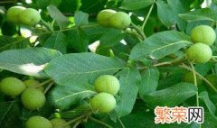 核桃树养护方法 核桃树养护方法简述