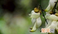 清远市花是什么 形状奇特的花朵