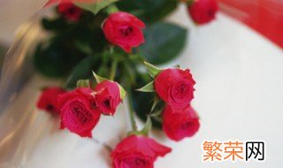 月季花代表的含义 月季花代表什么象征意义