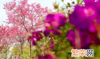 河源市花是什么 河源市花介绍