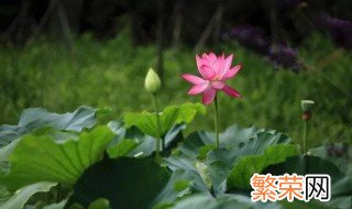 东营市花是什么 什么花是东营市花