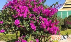 德宏市花是什么 德宏市花是什么花