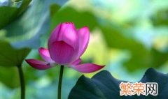 济宁市花是什么 关于济宁市花