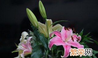 百合花不能乱送 百合花不能乱送的原因