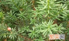 红豆杉的药用功效和使用方法 关于红豆杉的药用功效和使用方法