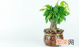 镇宅的花卉绿植有哪些 镇宅的植物