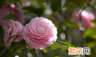 宝鸡市花是什么 宝鸡市花是什么花