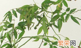 甜蜜红木香花什么时候栽最好 甜蜜红木香花什么时候栽最好看