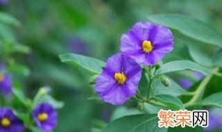 蓝花茄什么时候开花结果 蓝花茄什么时候开花