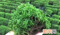 苔藓用什么肥 苔藓用什么肥长根