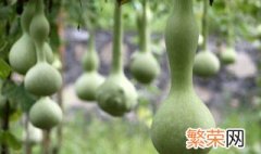 苦瓜的种植时间 烧瓜种植方法和时间