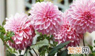 大丽花适合什么季节种 大丽花适合什么季节种植