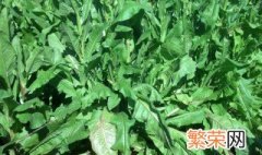 菊苣是什么植物? 菊苣是什么植物