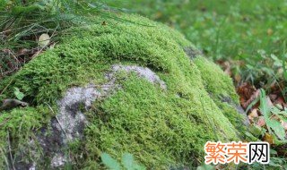 苔藓植物是怎样繁殖的 苔藓是用什么繁殖