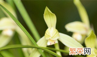 兰花怎么养才能开花 需要怎么浇水呢