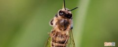 蜜蜂吃蜂蜜吗 蜜蜂吃蜂蜜吗会死吗?
