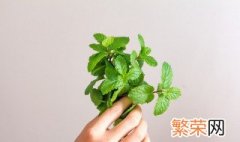 薄荷怎么保存 薄荷怎样保存时间长