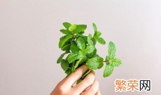 薄荷怎么保存 薄荷怎样保存时间长