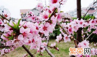 桃花和杏花哪个先开 桃花和杏花花期介绍