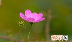 拉萨市花是什么 拉萨市花