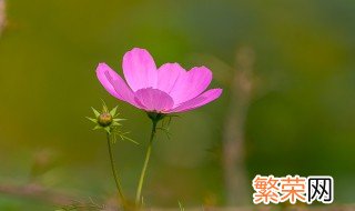 拉萨市花是什么 拉萨市花