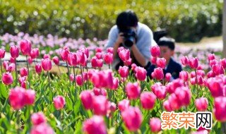 新余市花是什么 新余的市花是哪种