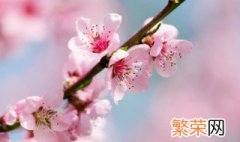 林芝市花是什么 林芝市花是啥