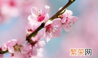 林芝市花是什么 林芝市花是啥