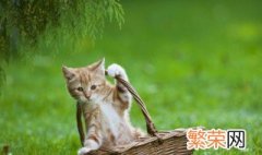 猫上门吉利吗 晚上猫上门吉利吗