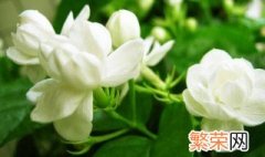 茉莉花需要剪枝吗 茉莉花需要剪枝吗春天