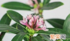 瑞香花养在家里好不好 瑞香花适合在室内养吗