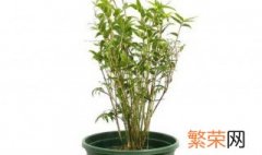 竹子类盆栽有哪些品种图片大全 竹子类盆栽有哪些品种