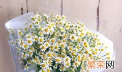 洋甘菊的花语是什么意思 洋甘菊的花语是代表什么意思