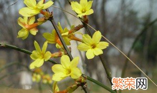 野生迎春花栽种技巧 迎春花怎么种