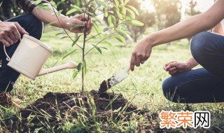 香松可以放室外吗 植物香松适合室内还是室外养