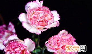 粉康乃馨的花语和寓意 粉康乃馨花的花语是什么