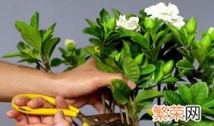 用什么养护栀子花花开满满 栀子花怎样养护才能开花